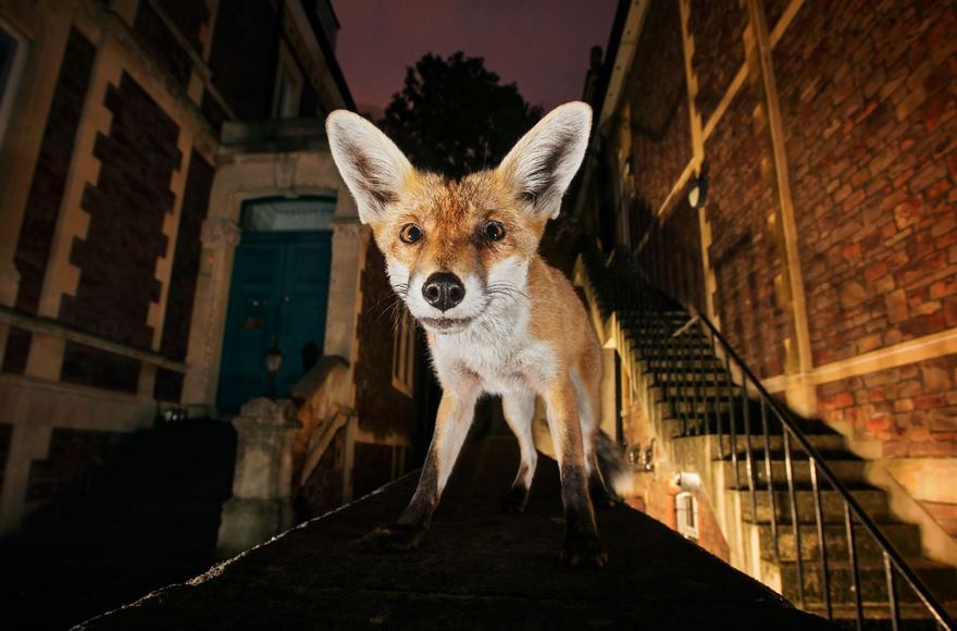 Red Fox, Bristol, Uk