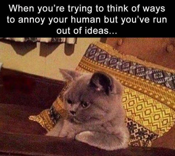 Just Another Cats Collection - Because Meow, That's Why!