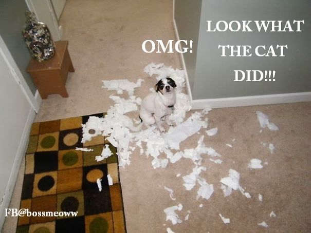 I Was Shocked When My Pets Told Me These Things..