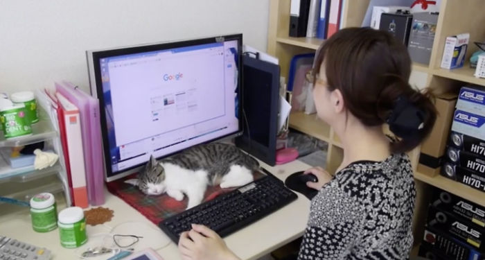 This Company Pays Employees To Adopt Cats
