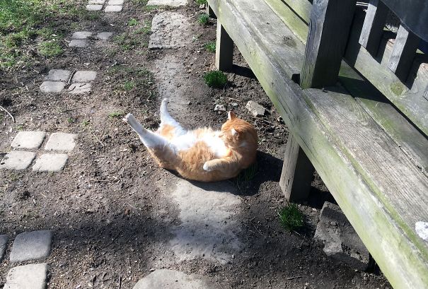 My Cat Decided He Needed To Do Some Sun Bathing Todaybonadia