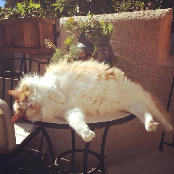 My Beached Whale Cat Willy, Paralyzed By The Sun