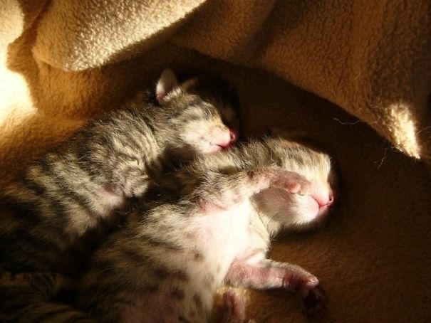 Baby Cats... Just A Few Days Old, Sleeping In The Sun