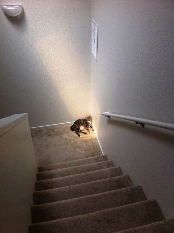 Deprived Cat Loves The Sun