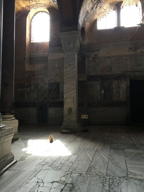 A Cat Wandered Into The Hagia Sophia To Find This Sun Spot