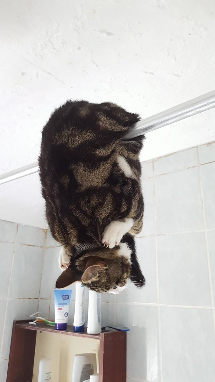 Encontré así al gato en el baño
