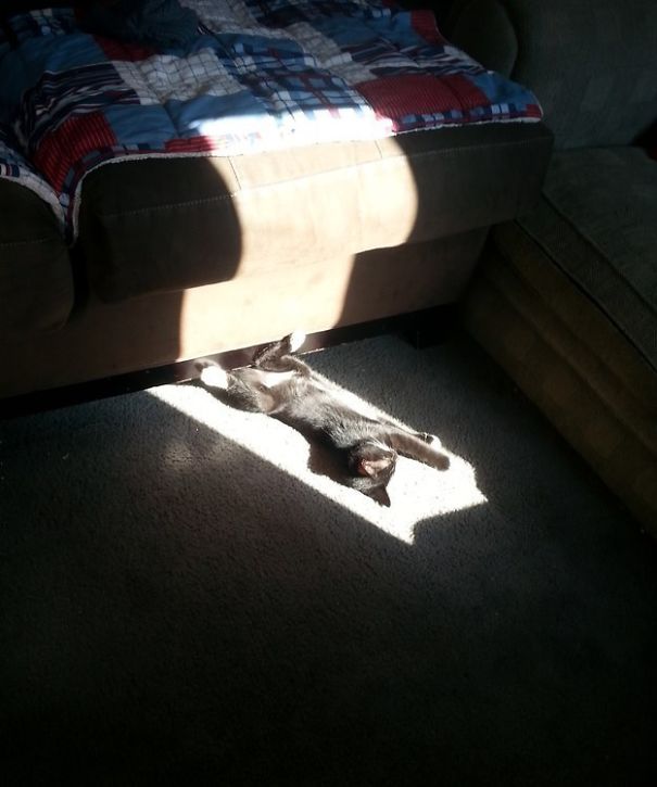 Kitten Is A Professional At Finding Sun Spots