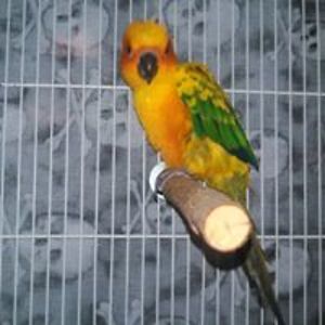 tiggersdragon avatar