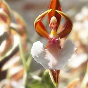 iamjubilacious avatar