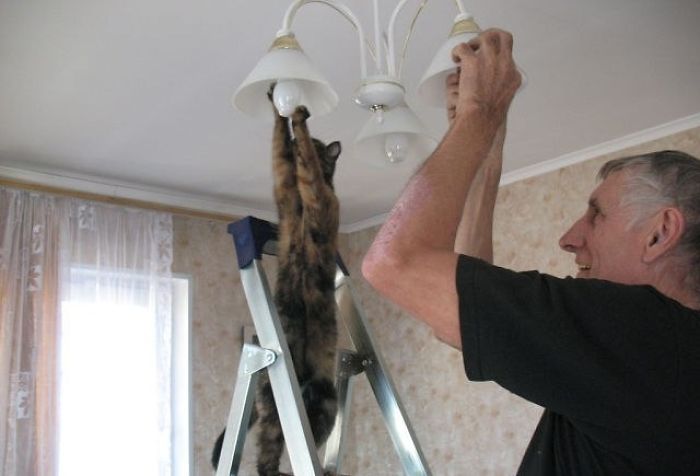 Cat likes to change lightbulb