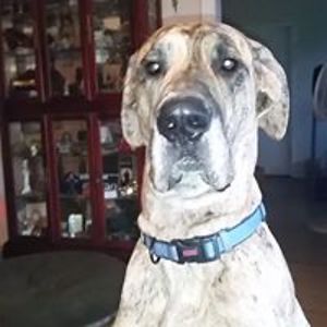 donna_cartwright avatar