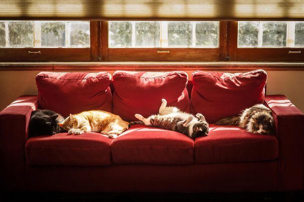 Our Cats Enjoy The Spring Sunshine In The Sun Room And Enjoy A Cat Nap