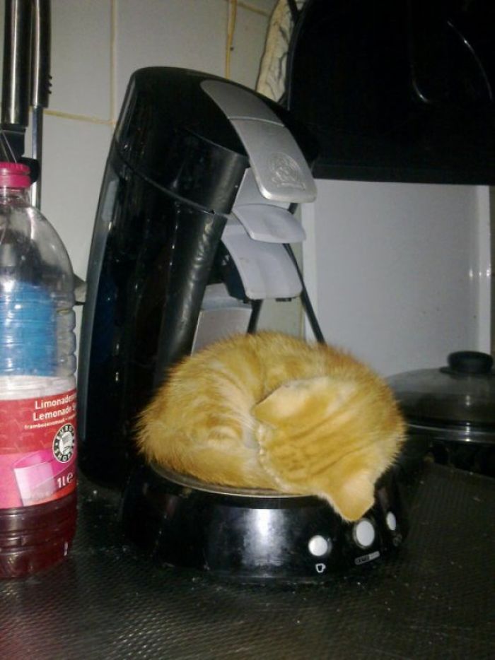When My Cat Was Younger He Used To Sleep In Really Weird Places