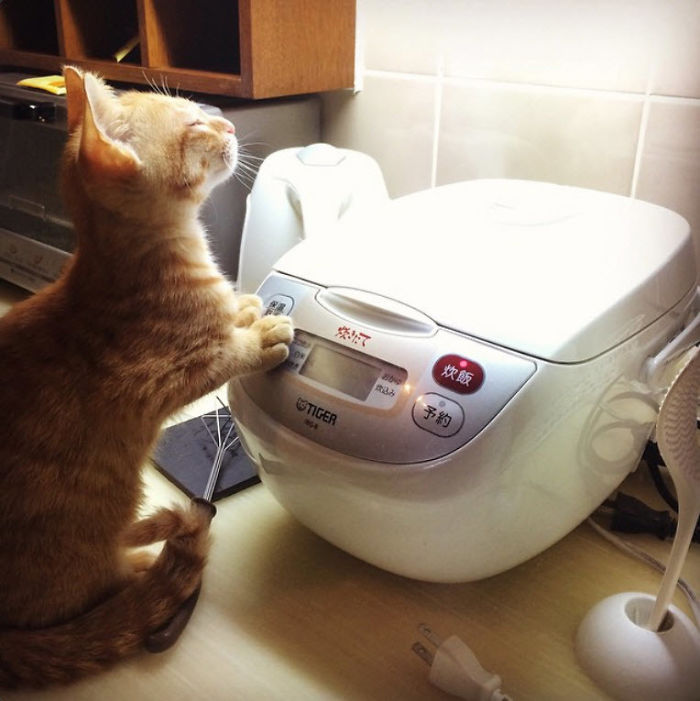My Japanese Cat Loves To Sit Near My Rice Cooker And Smell The Steam Of Freshly Cooked Rice