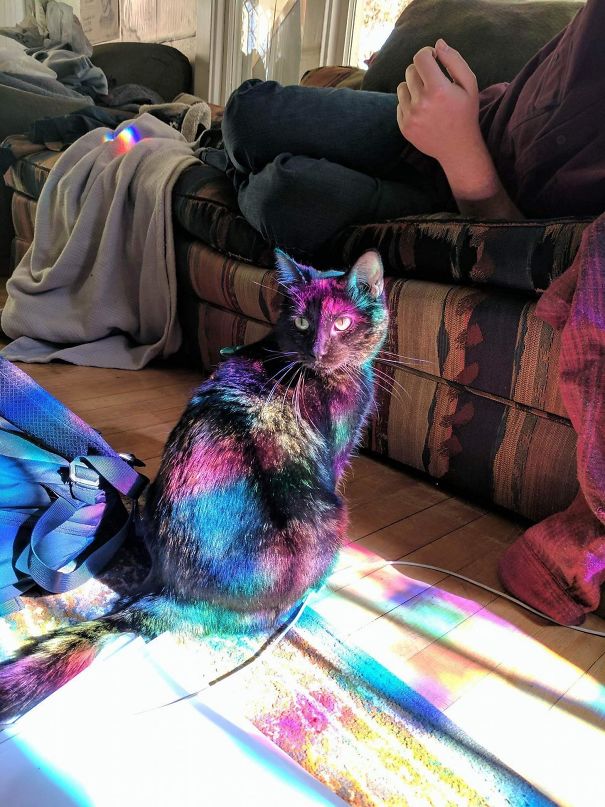 Friend's Cat Found A Magical Sun Spot