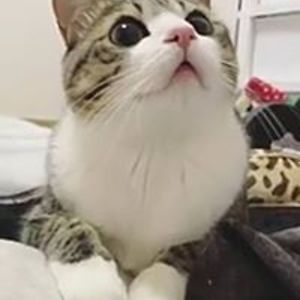 priyadarshini_mondal avatar