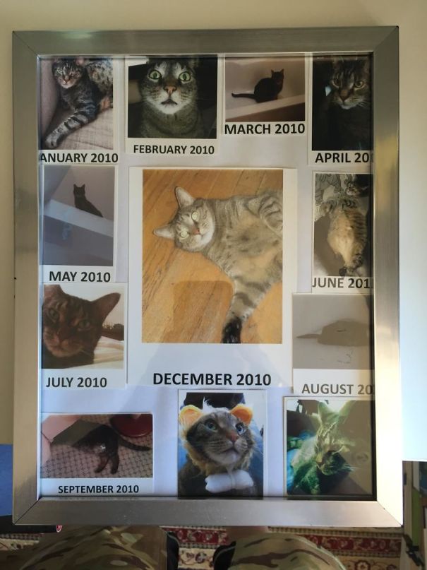 My Wife Awards 'Cat Of The Month' In Our House. But We Have Only One Cat