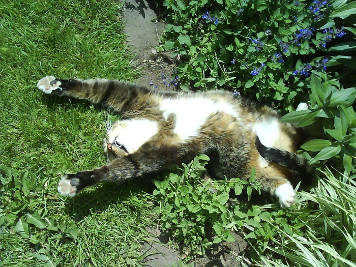 Mi gato disfrutando de un poco de hierba gatera en el sol. En serio, estaba dormido así