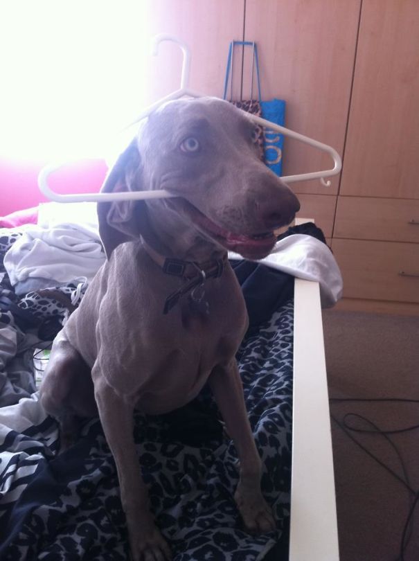 50 Hilarious Pics Of Dogs Acting Weird Bored Panda