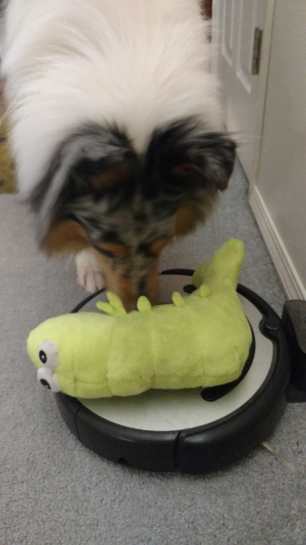 My Dog Spent 15 Minutes This Morning Trying To Get The Roomba To Play With His Stuffed Squeaky Shrimp