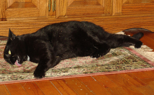 Mac Licking The Rug While In A Catnip Stupor