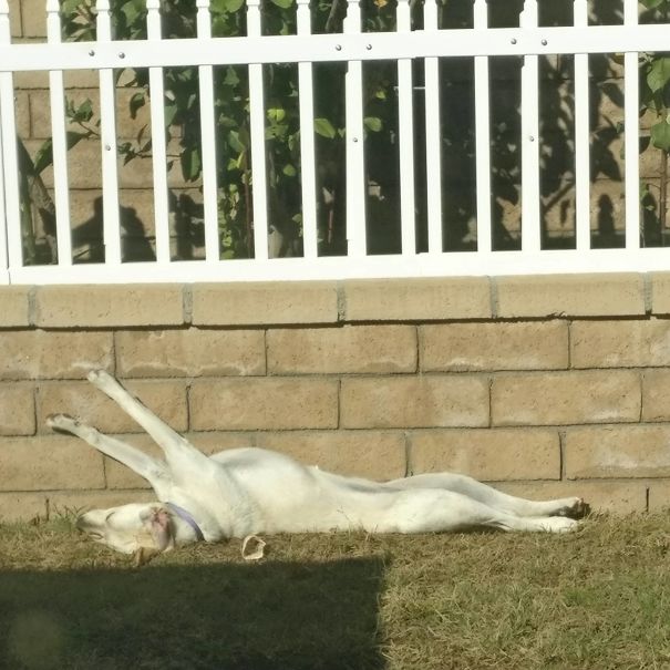 I Just Looked Outside And My Dog Was Sleeping Like This