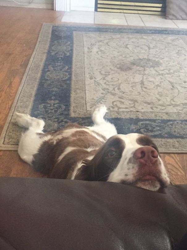 My Boyfriend's Dog Got Tired While Begging For Food