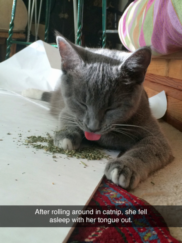 Go Home Cat You're High