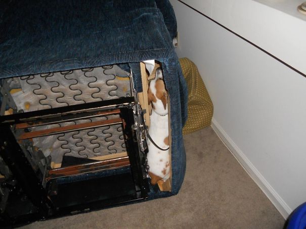 Our Dog Was Hiding Under The Sofa, So We Had To Turn It On It's Side To Stop Her. Shortly After, We Found Her Like This