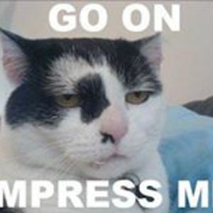 maiden4meldin avatar