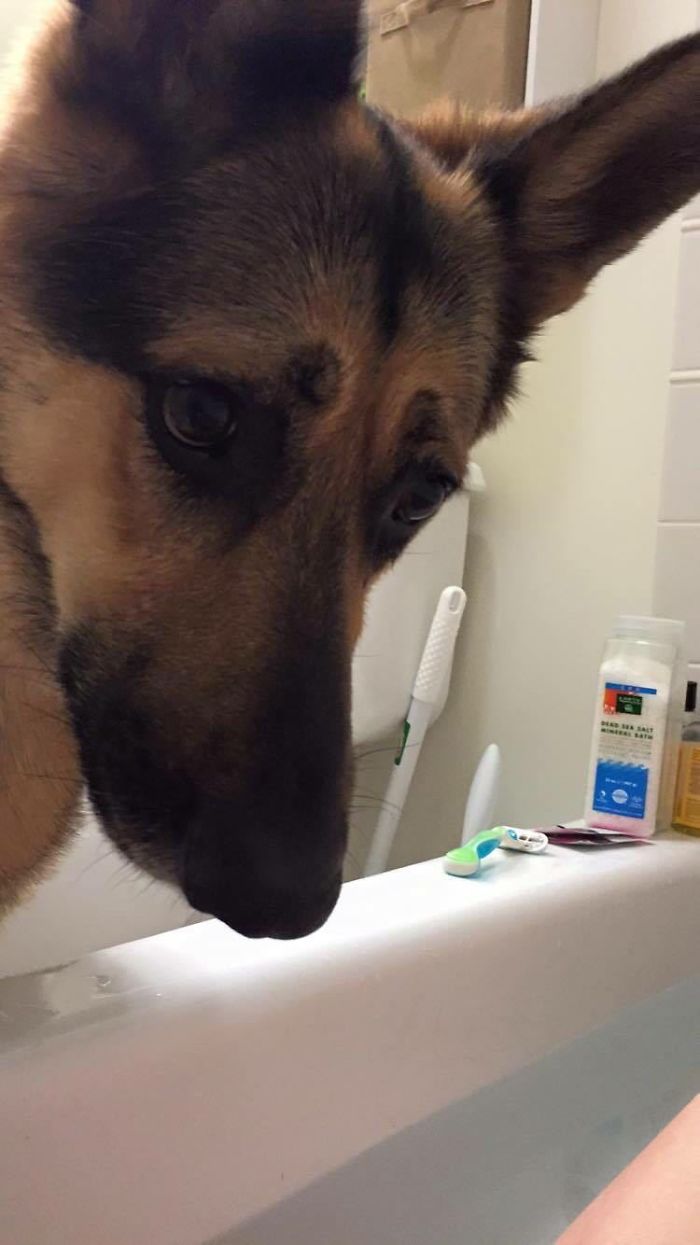 Whenever My Wife Takes A Bath, My Dog Likes To Check In Periodically To Make Sure She Hasn't Drowned