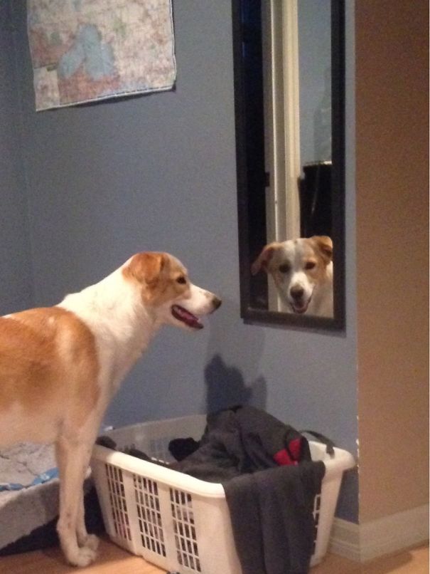 My Dog Likes To Stare At Me Through Mirrors