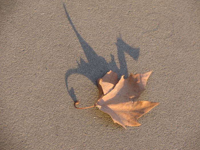 La sombra de esta hoja parece un dragón
