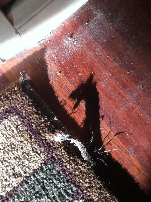 My Frayed Carpet's Shadow Looks Like A Dragon