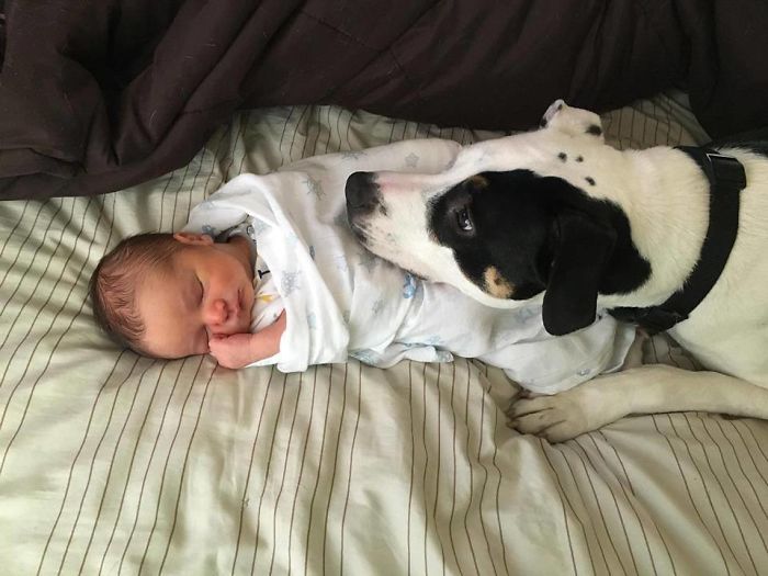The Dog Has Kept It's Head So That The Baby Will Not Be Scared While Sleeping