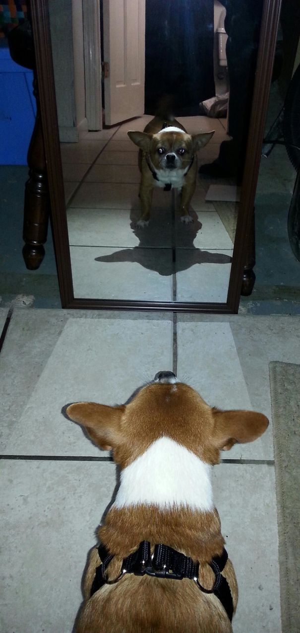 My Doggo's Shadow Looks Like Yoda