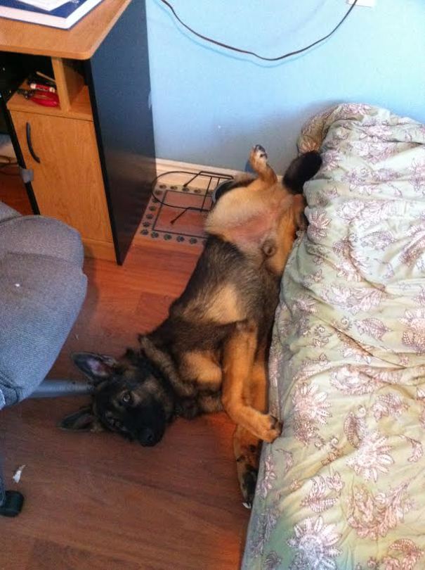 My German Shepherd Isn't Allowed On My Bed. When I Caught Him He Rolled Off And Tried To Act Casual