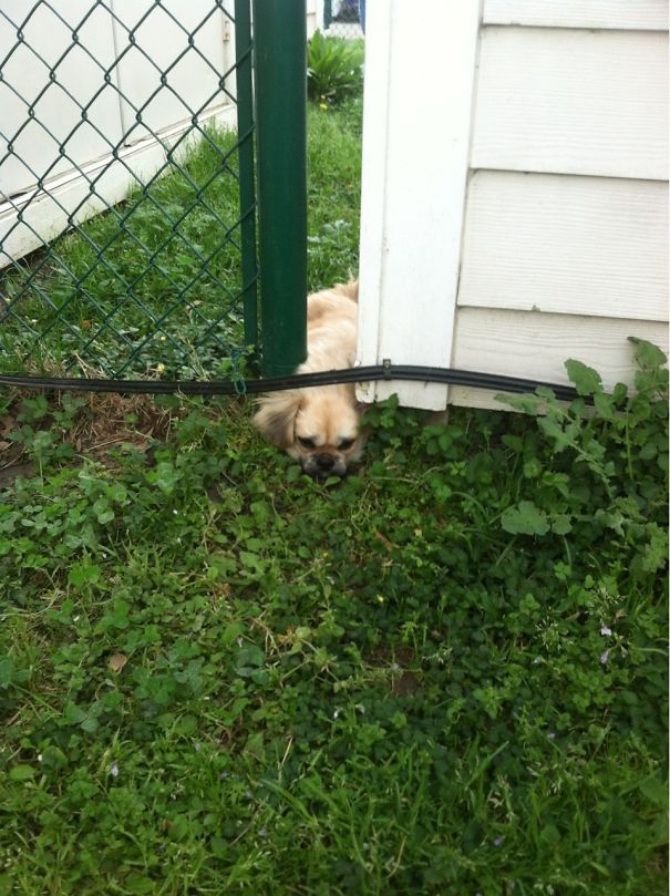 Caught In The Act! How My Neighbors Dog Keeps Getting In My Yard