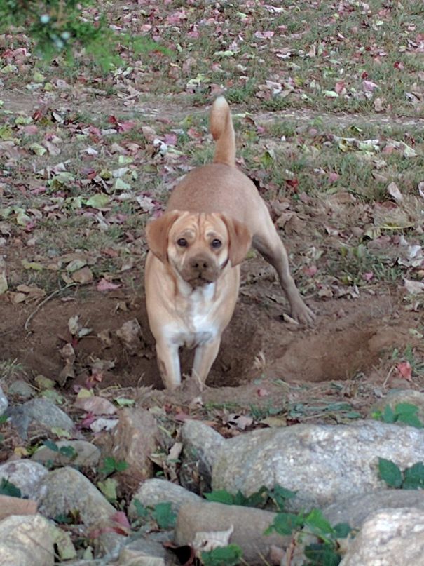 Caught Red Handed Digging In The Yard