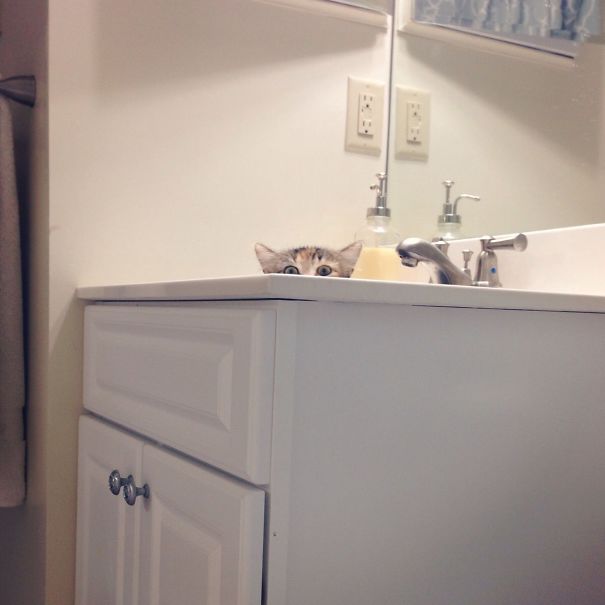 My Friend Caught Her Cat Spying On Her During Her Shower