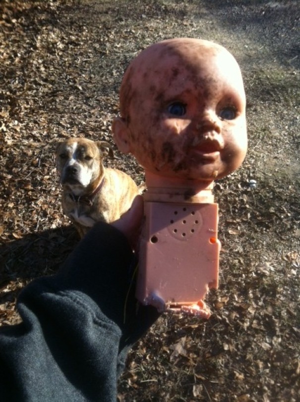So Recently My Dogs Developed A Bad Habit Of Stealing Dog Toys Out Of Our Neighbor's Yards. Today I Found This-- Nightmare Fuel