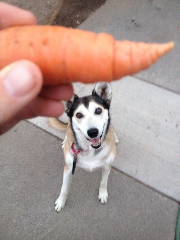 Her Face After Stealing A Carrot From The Neighbors' Garden