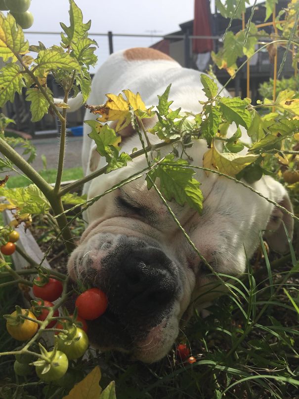 I Caught My Aussie Bulldog Stealing Cherry Tomatoes Out Of Our Veggie Patch