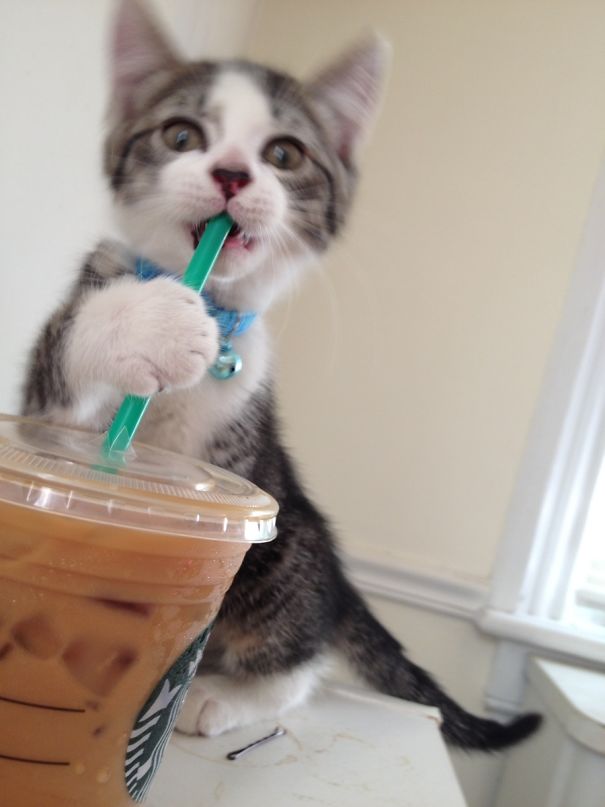 Woke Up To This Little Guy Stealing My Coffee
