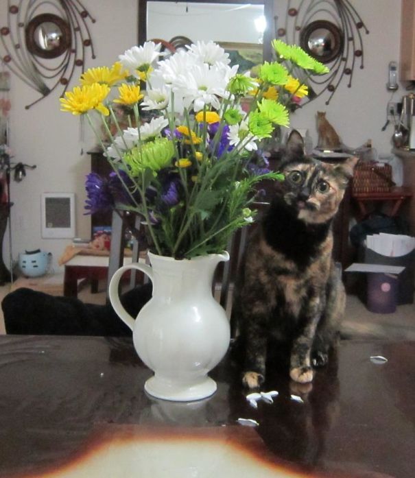 Caught Red Handed Eating Flowers On The Dining Room Table