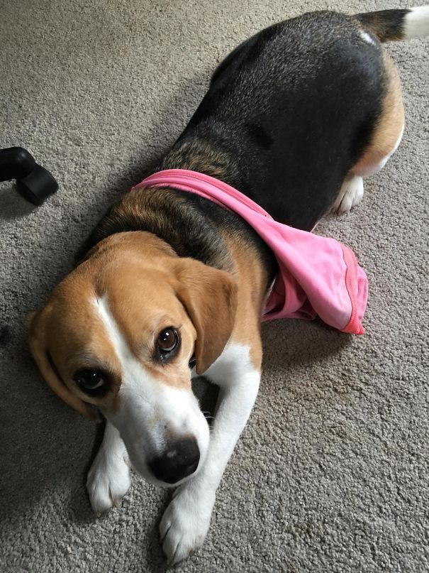 Busted My Beagle Trying On My Bra