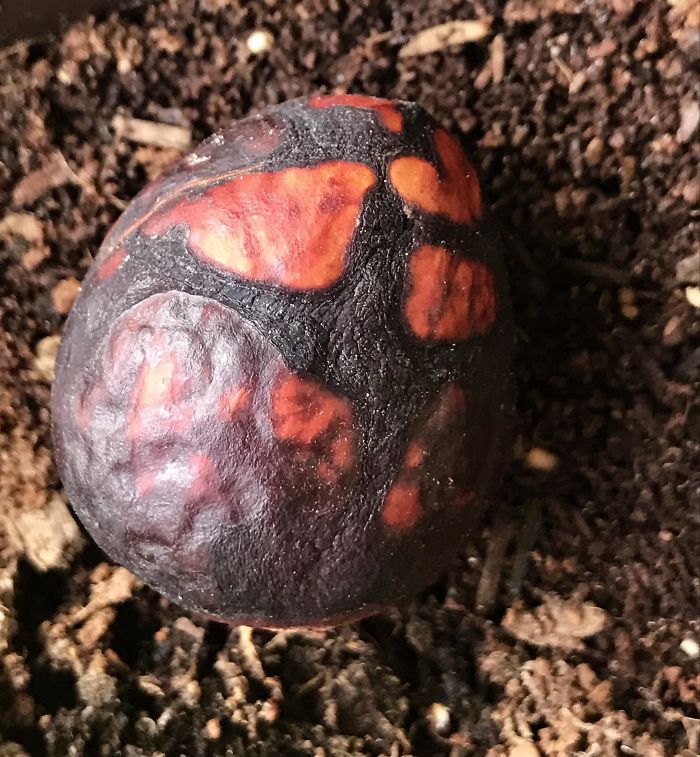 Avocado Pit Left Out In The Sun Now Looks Like A Mythical Egg Of Sorts