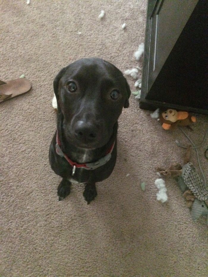 His Ears Disappear When He Knows He's Busted