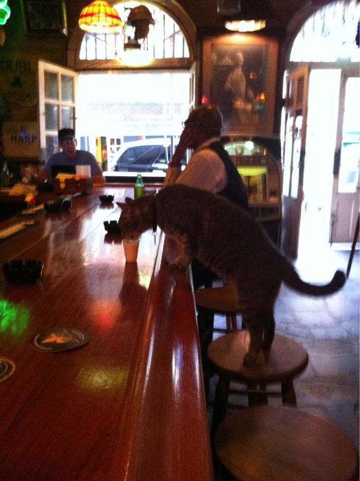 Bartender Just Poured This Cat A Shot Of Milk At The Bar In New Orleans