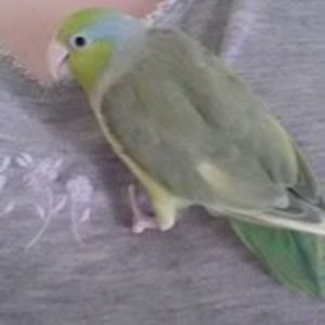 tarnishedhalotx avatar